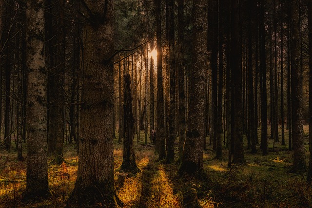 trees