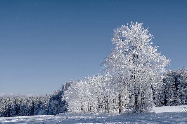 trees