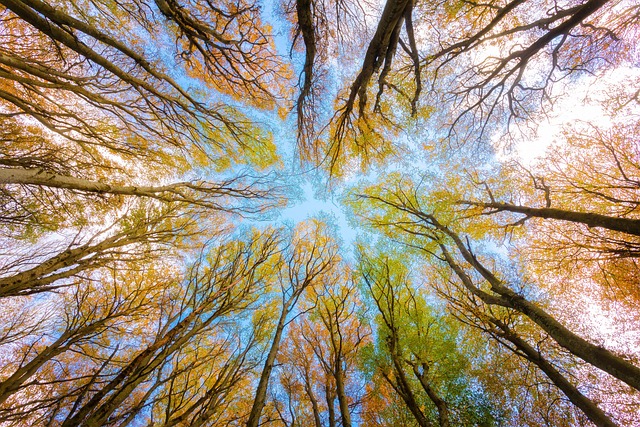 trees-640x480-33617793.jpeg
