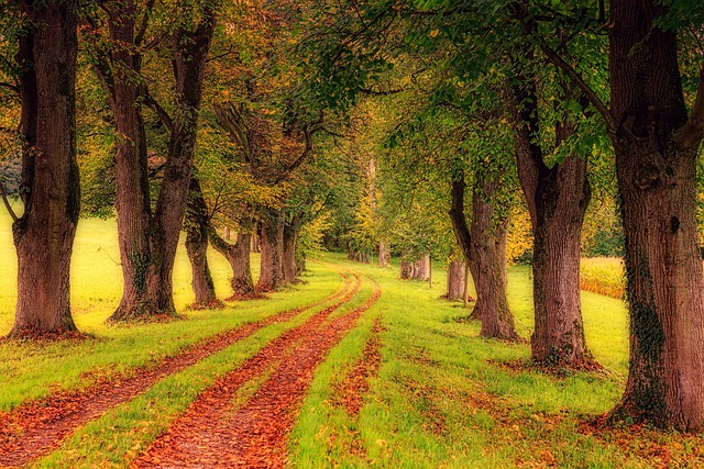 trees-640x480-33640345.jpeg