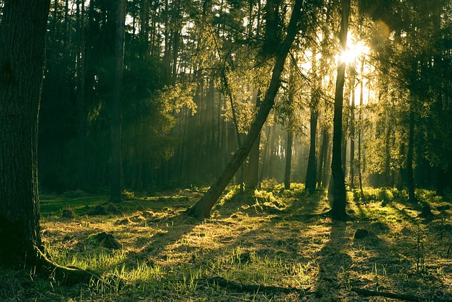 trees