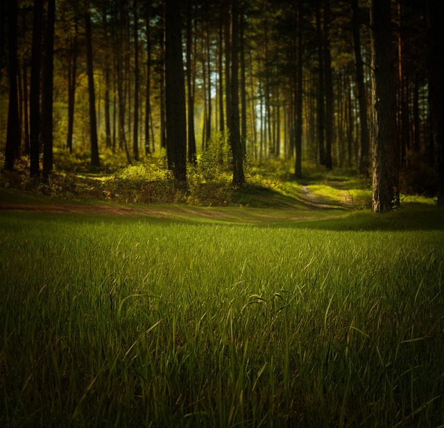 trees-640x480-34372671.jpeg