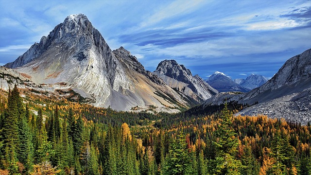 trees-640x480-34425017.jpeg