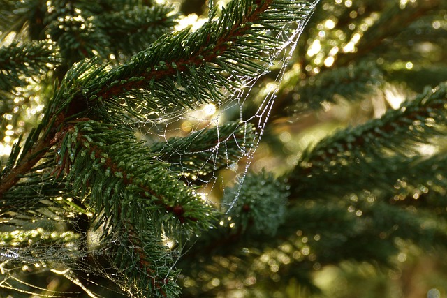 trees
