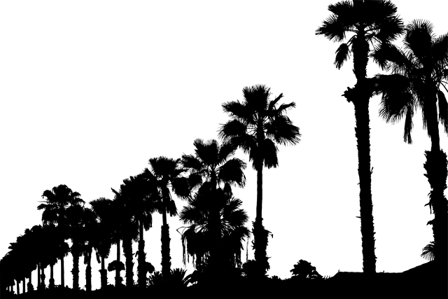 trees-640x480-35090729.png