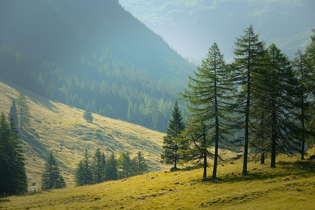 trees