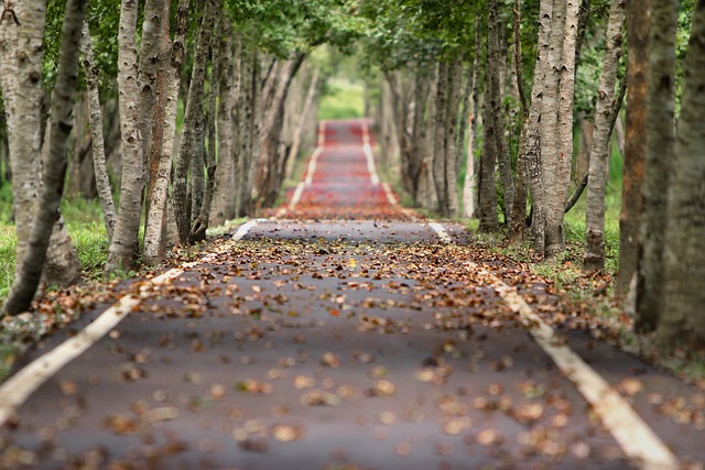 trees