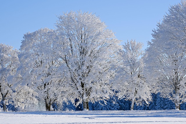 trees
