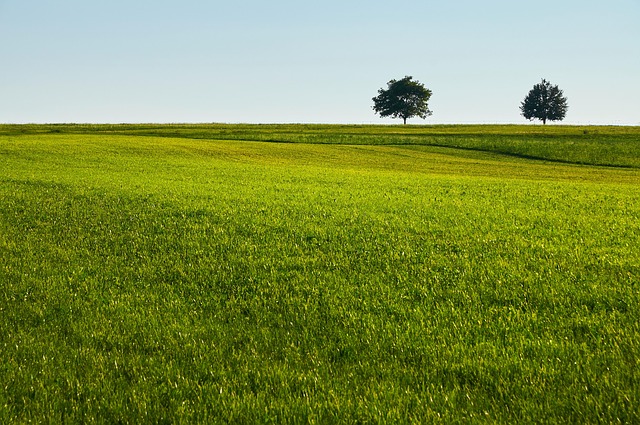 trees