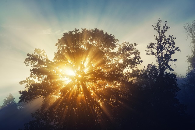 trees-640x480-36883623.jpeg