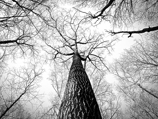 trees