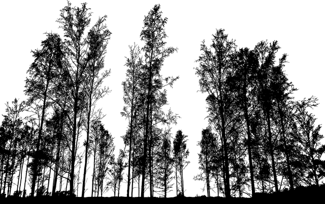 trees-640x480-38053863.png