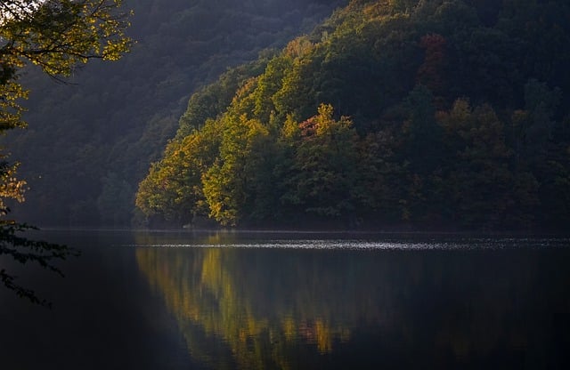 trees