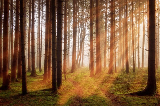 trees-640x480-3868564.jpeg