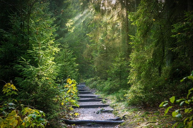 trees