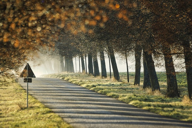 trees