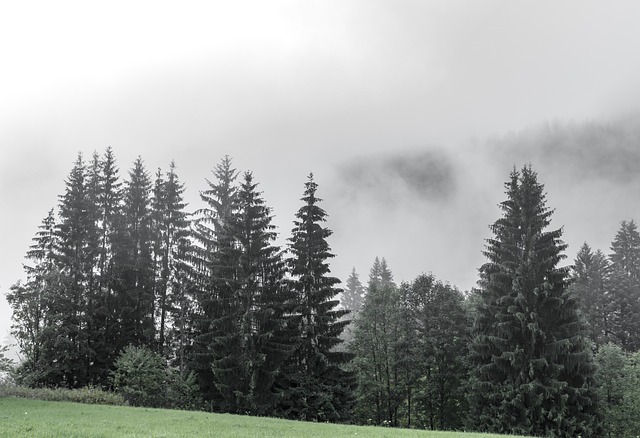 trees