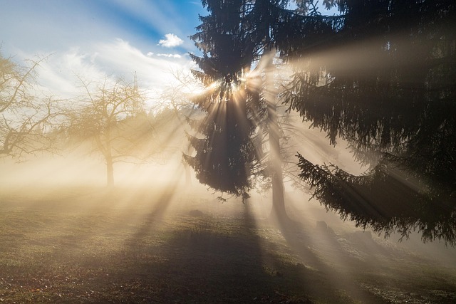 trees-640x480-39440630.jpeg