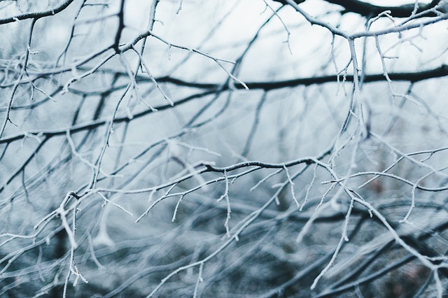 trees