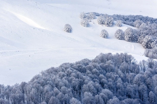 trees