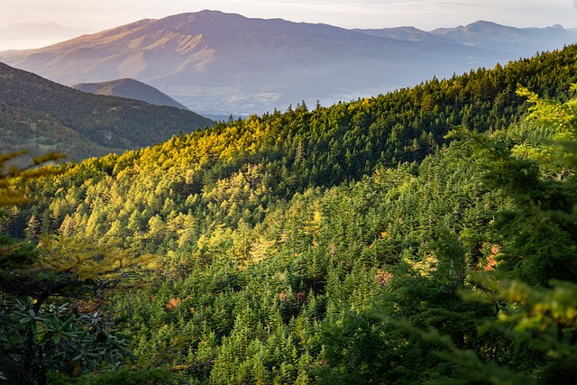 trees-640x480-41055533.jpeg