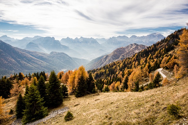 trees-640x480-41132846.jpeg