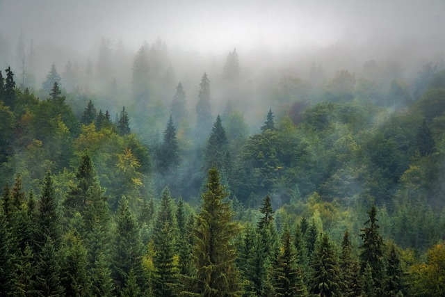 trees