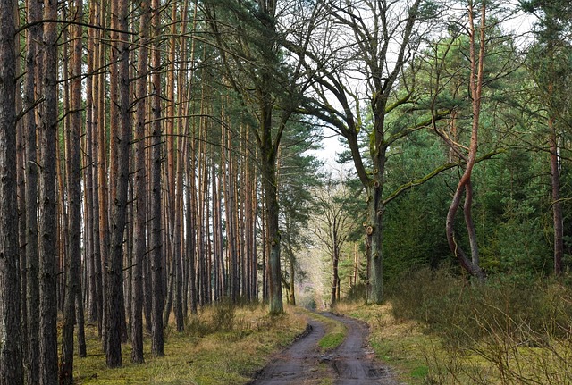 trees
