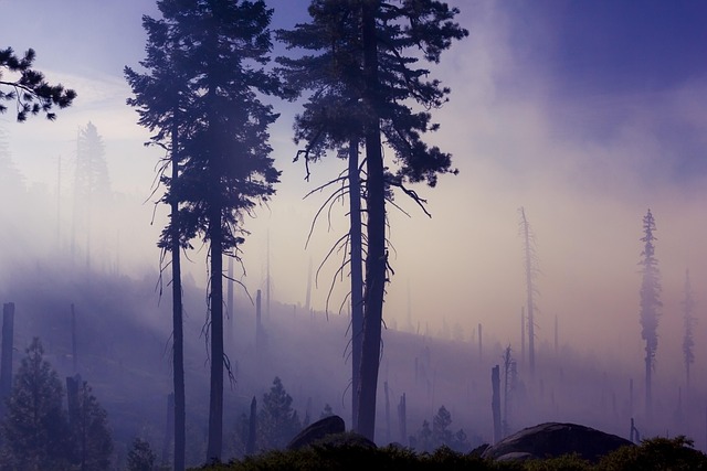 Restoring Nature’s Beauty: Tree Integrity Repair by Richardson TX Experts
