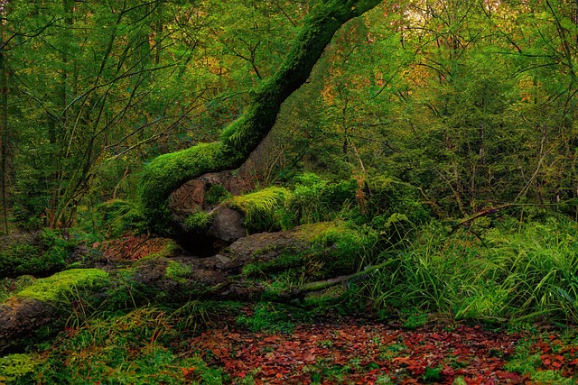trees-640x480-42985999.jpeg