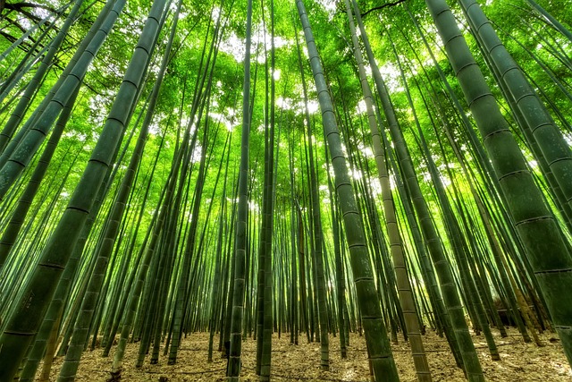 trees