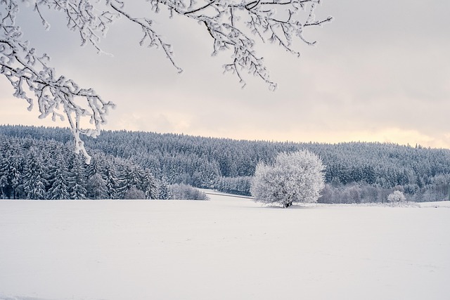 trees