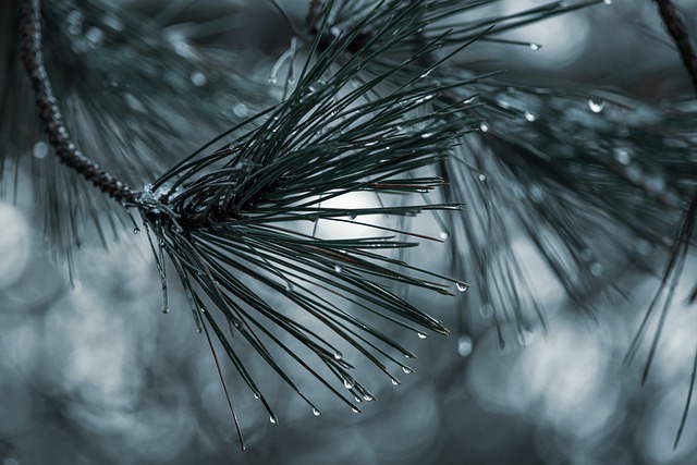 trees-640x480-44308263.jpeg