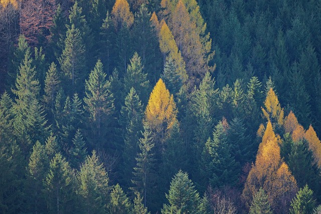 trees