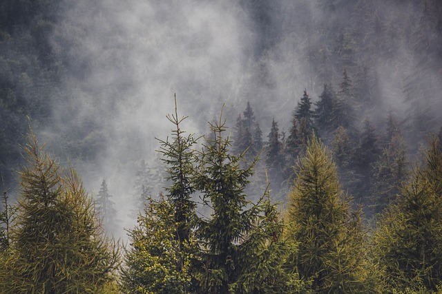 trees