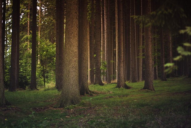 trees