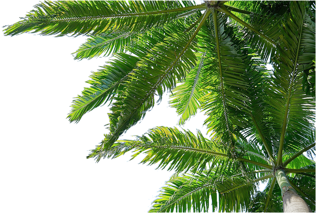 trees