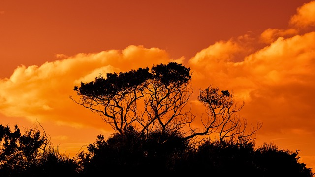 trees