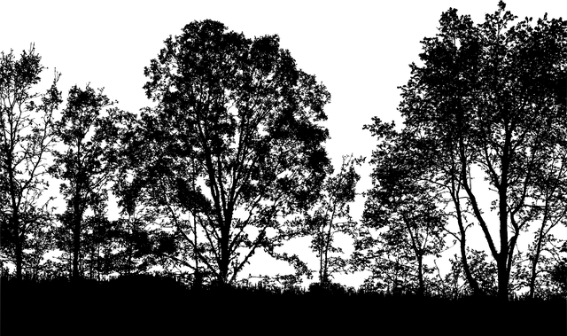 trees-640x480-47891435.png