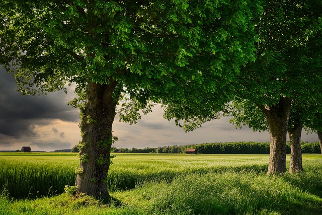 trees
