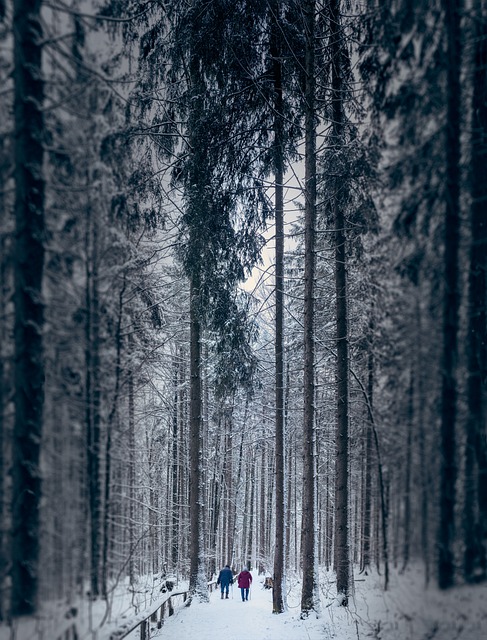 trees-640x480-48428826.jpeg