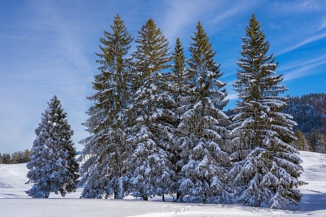 trees