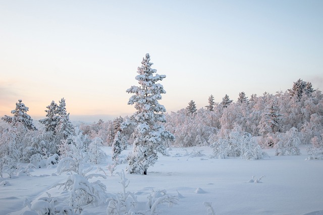 trees-640x480-48820889.jpeg