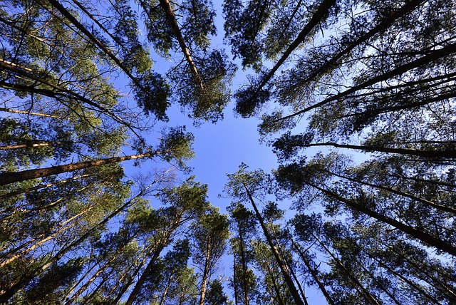 trees-640x480-48867802.jpeg
