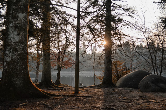 trees