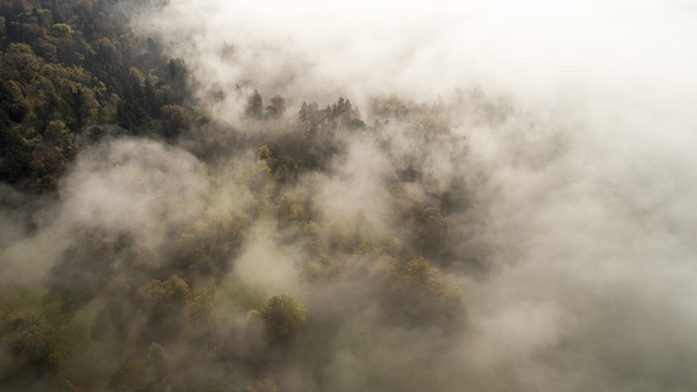 trees