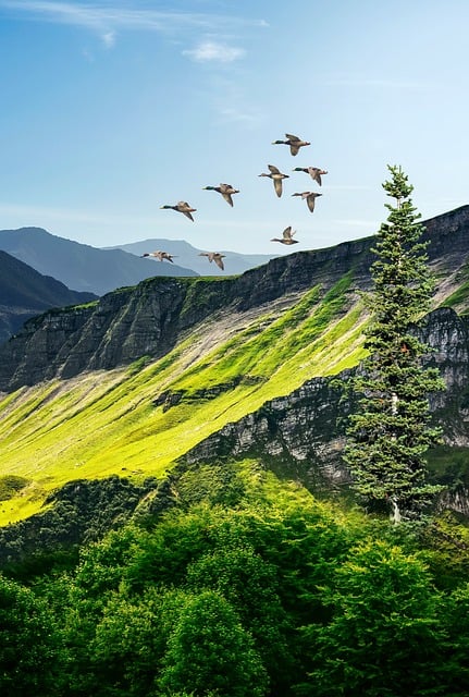 trees-640x480-49869490.jpeg