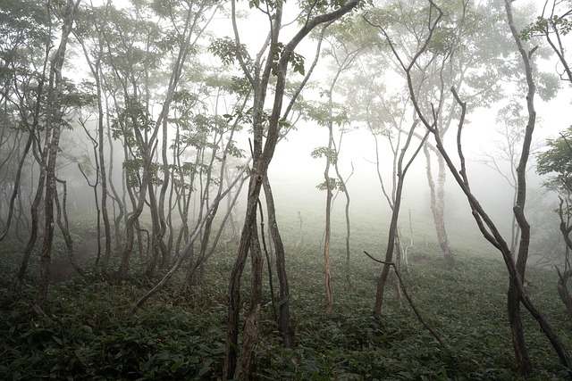 trees