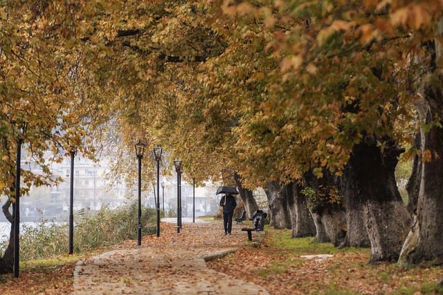 trees-640x480-51336164.jpeg