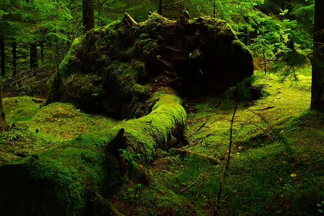 trees-640x480-53839934.jpeg